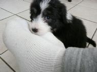 Breeze 6 weeks old
